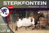 1X MEATMASTER RAM STERKFONTEIN MEATMASTERS - 2