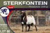 1X MEATMASTER RAM STERKFONTEIN MEATMASTERS - 3