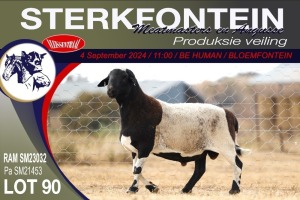 1X MEATMASTER RAM STERKFONTEIN MEATMASTERS