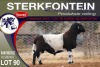 1X MEATMASTER RAM STERKFONTEIN MEATMASTERS - 2