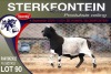 1X MEATMASTER RAM STERKFONTEIN MEATMASTERS - 3