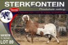 1X MEATMASTER RAM STERKFONTEIN MEATMASTERS