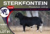 1X MEATMASTER RAM STERKFONTEIN MEATMASTERS