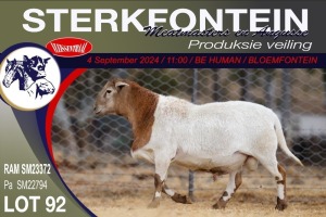 1X MEATMASTER RAM STERKFONTEIN MEATMASTERS