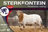 1X MEATMASTER RAM STERKFONTEIN MEATMASTERS - 3