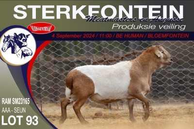 1X MEATMASTER RAM STERKFONTEIN MEATMASTERS