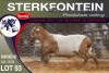 1X MEATMASTER RAM STERKFONTEIN MEATMASTERS - 2