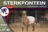 1X MEATMASTER RAM STERKFONTEIN MEATMASTERS - 3