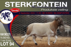 1X MEATMASTER RAM STERKFONTEIN MEATMASTERS