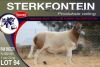 1X MEATMASTER RAM STERKFONTEIN MEATMASTERS - 2