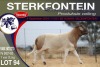 1X MEATMASTER RAM STERKFONTEIN MEATMASTERS - 3