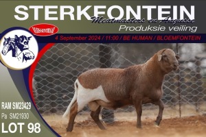 1X MEATMASTER RAM STERKFONTEIN MEATMASTERS