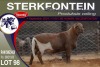 1X MEATMASTER RAM STERKFONTEIN MEATMASTERS - 2