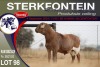 1X MEATMASTER RAM STERKFONTEIN MEATMASTERS - 3