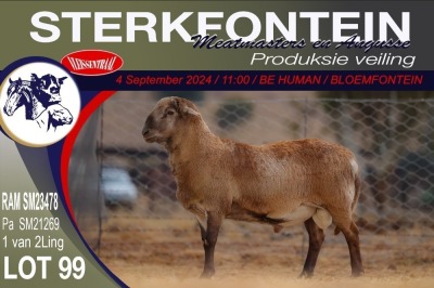 1X MEATMASTER RAM STERKFONTEIN MEATMASTERS