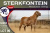 1X MEATMASTER RAM STERKFONTEIN MEATMASTERS - 2