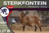 1X MEATMASTER RAM STERKFONTEIN MEATMASTERS - 3