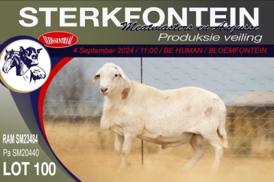 1X MEATMASTER RAM STERKFONTEIN MEATMASTERS