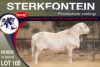 1X MEATMASTER RAM STERKFONTEIN MEATMASTERS - 3