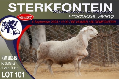 1X MEATMASTER RAM STERKFONTEIN MEATMASTERS