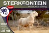 1X MEATMASTER RAM STERKFONTEIN MEATMASTERS - 2