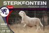 1X MEATMASTER RAM STERKFONTEIN MEATMASTERS - 3