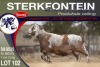 1X MEATMASTER RAM STERKFONTEIN MEATMASTERS