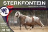 1X MEATMASTER RAM STERKFONTEIN MEATMASTERS - 2