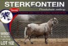 1X MEATMASTER RAM STERKFONTEIN MEATMASTERS - 3