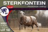 1X MEATMASTER RAM STERKFONTEIN MEATMASTERS - 4