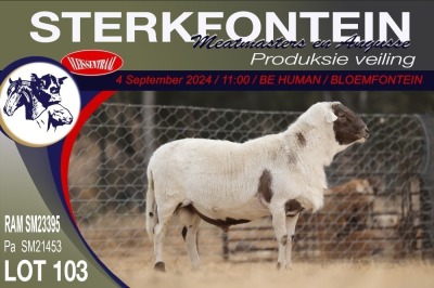 1X MEATMASTER RAM STERKFONTEIN MEATMASTERS