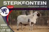 1X MEATMASTER RAM STERKFONTEIN MEATMASTERS - 3