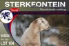 1X MEATMASTER RAM STERKFONTEIN MEATMASTERS - 2