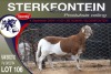 1X MEATMASTER RAM STERKFONTEIN MEATMASTERS