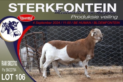 1X MEATMASTER RAM STERKFONTEIN MEATMASTERS