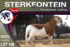 1X MEATMASTER RAM STERKFONTEIN MEATMASTERS - 2