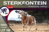 1X MEATMASTER RAM STERKFONTEIN MEATMASTERS - 3