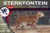 1X MEATMASTER RAM STERKFONTEIN MEATMASTERS