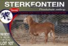 1X MEATMASTER RAM STERKFONTEIN MEATMASTERS - 4