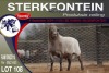 1X MEATMASTER RAM STERKFONTEIN MEATMASTERS