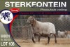 1X MEATMASTER RAM STERKFONTEIN MEATMASTERS - 2