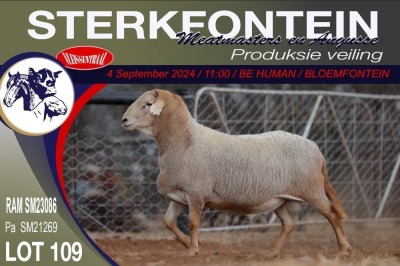 1X MEATMASTER RAM STERKFONTEIN MEATMASTERS