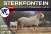 1X MEATMASTER RAM STERKFONTEIN MEATMASTERS - 2