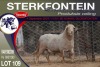 1X MEATMASTER RAM STERKFONTEIN MEATMASTERS - 3