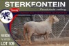 1X MEATMASTER RAM STERKFONTEIN MEATMASTERS - 4