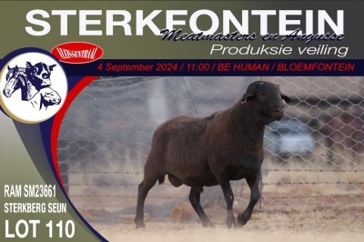 1X MEATMASTER RAM STERKFONTEIN MEATMASTERS