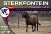 1X MEATMASTER RAM STERKFONTEIN MEATMASTERS