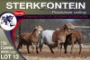 1+2X MEATMASTER EWE STERKFONTEIN MEATMASTERS - 2