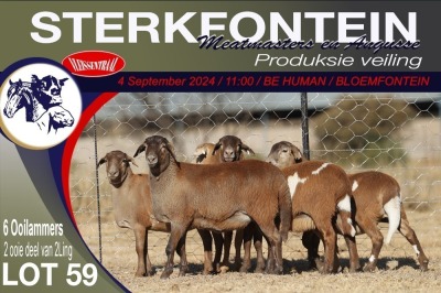 6X MEATMASTER EWE STERKFONTEIN MEATMASTERS