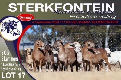 5+5X MEATMASTER EWE STERKFONTEIN MEATMASTERS